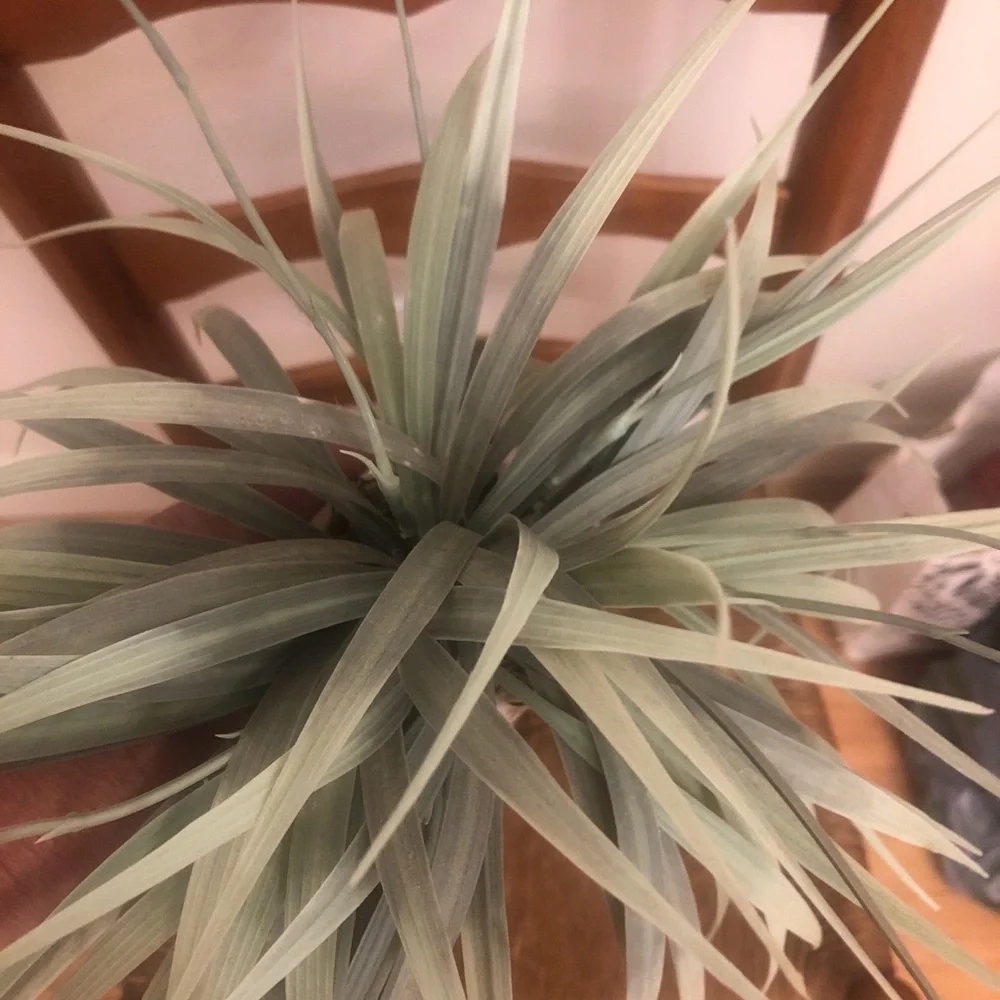 Decorative Faux plant decor in vase with seashell design beach vibes